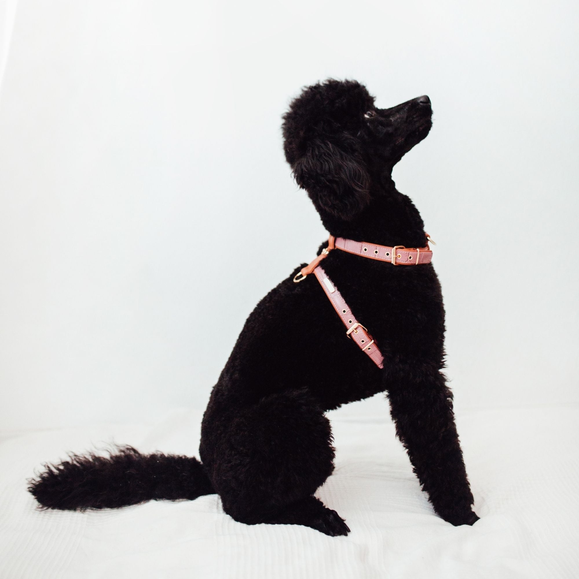 Lavender Lia harness