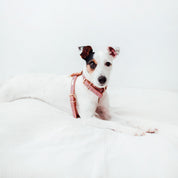 Lavender Lia harness