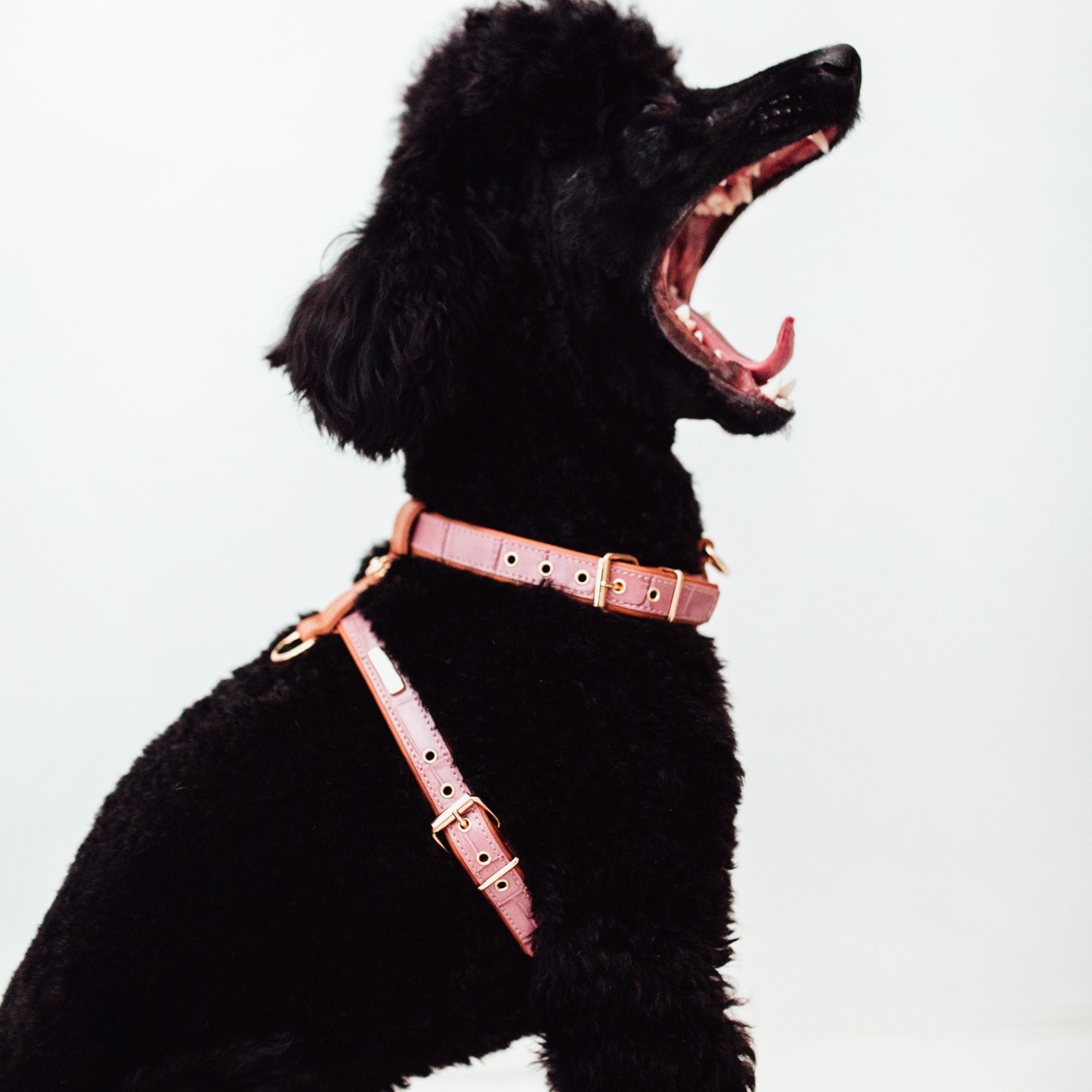 Lavender Lia harness