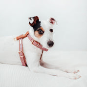 Lavender Lia harness