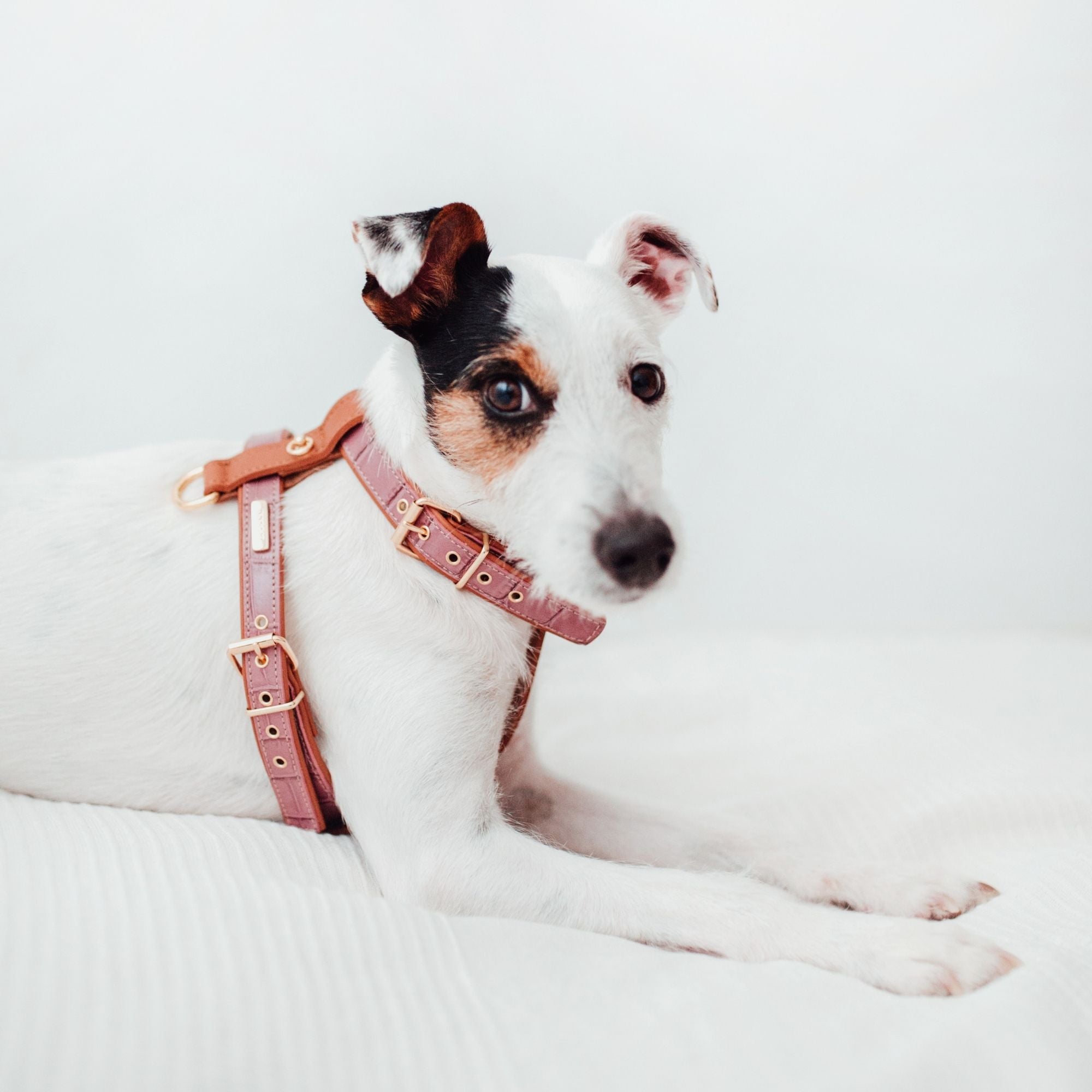 Lavender Lia harness