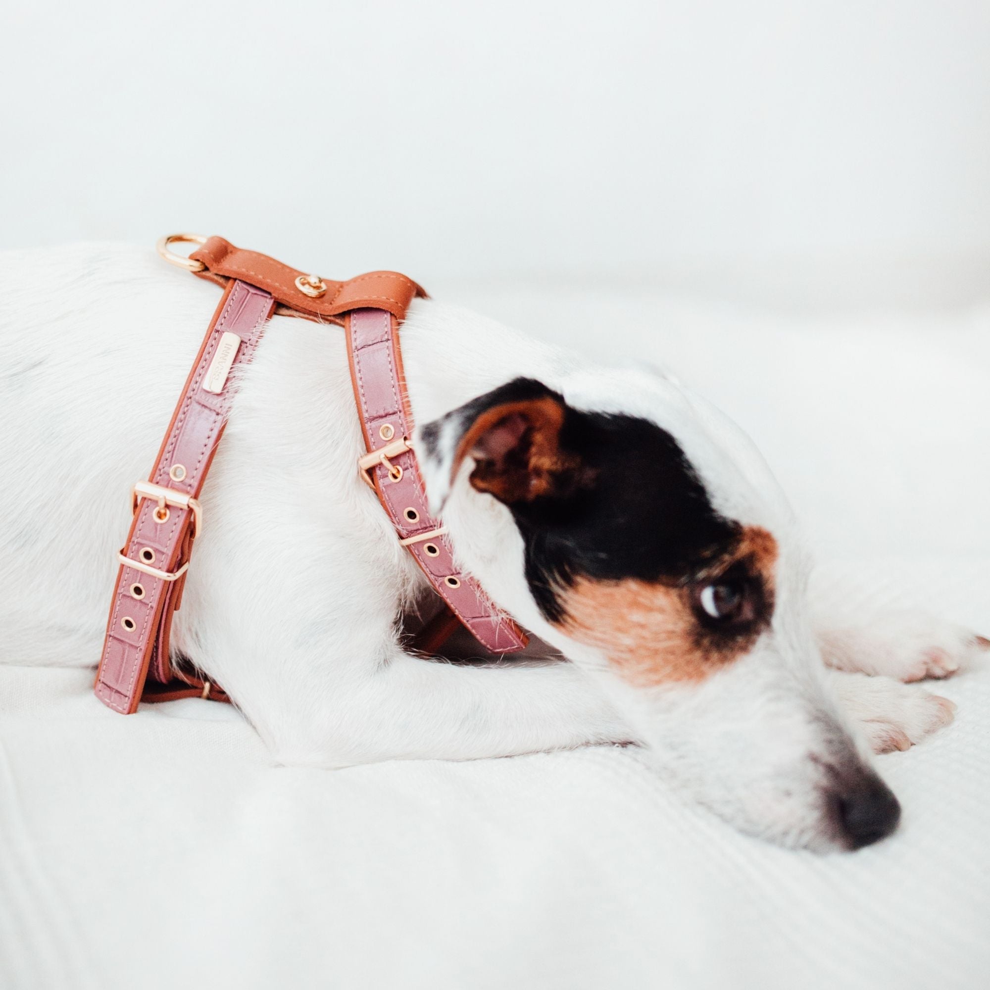 Lavender Lia harness