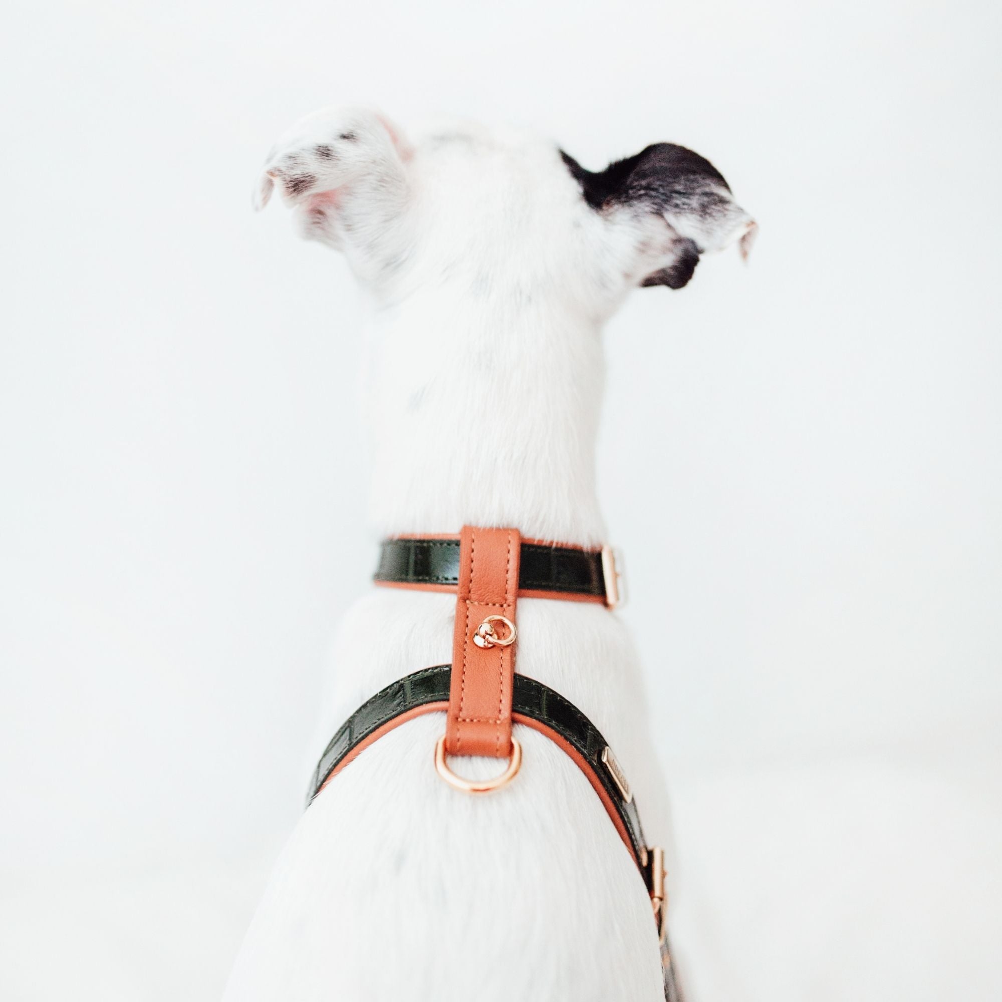 Arnés perro Lia verde oscuro