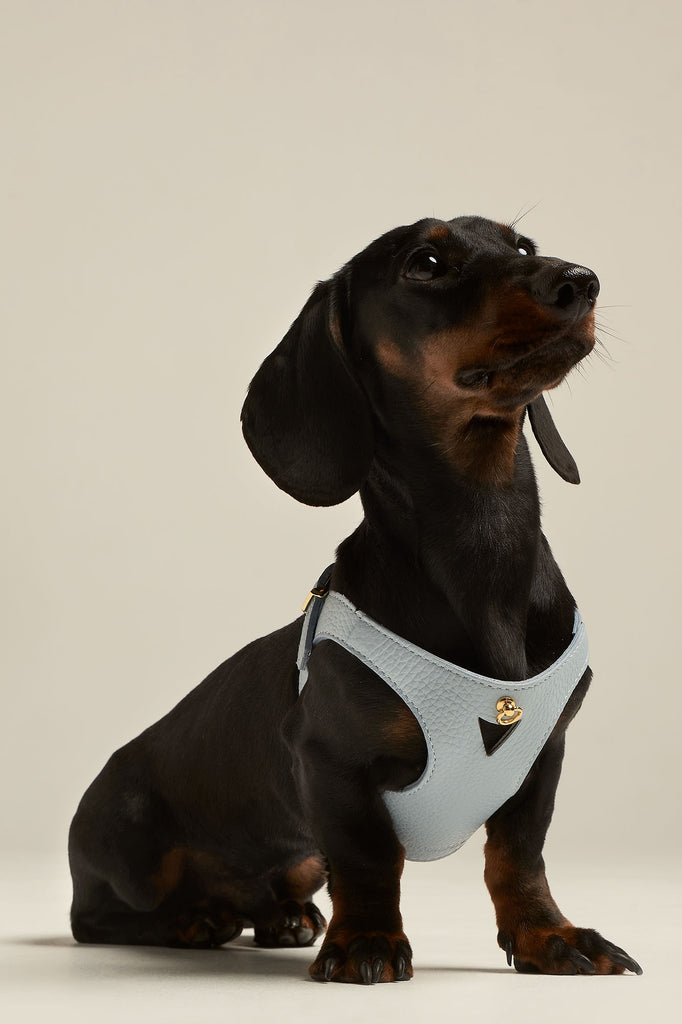 Teckel con arnés para perro de color azul cielo de la colección Juno