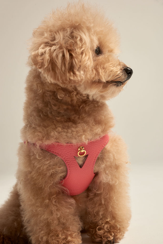 Caniche toy con arnés para perro de color coral de la colección Juno