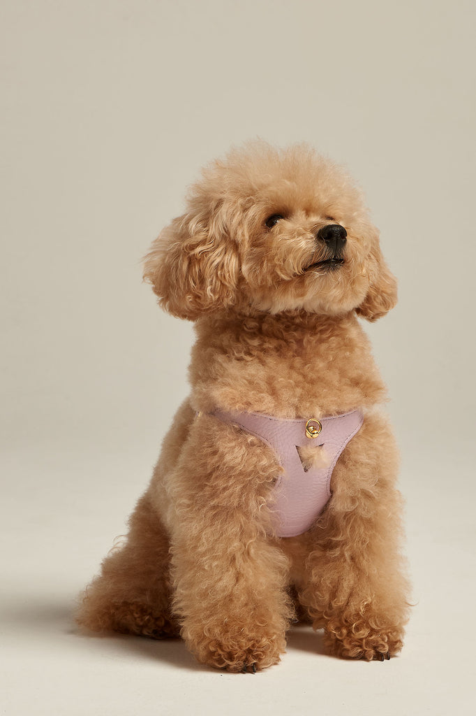 Caniche toy con arnés para perro de color lavanda de la colección Juno
