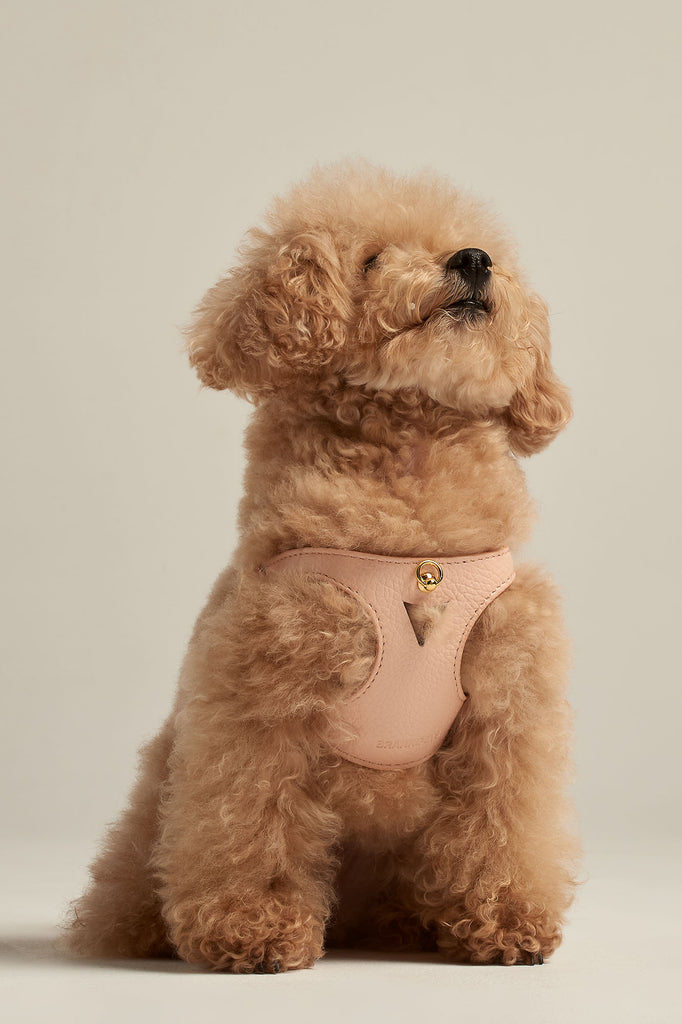 Caniche toy con arnés para perro de color melocotón de la colección Juno