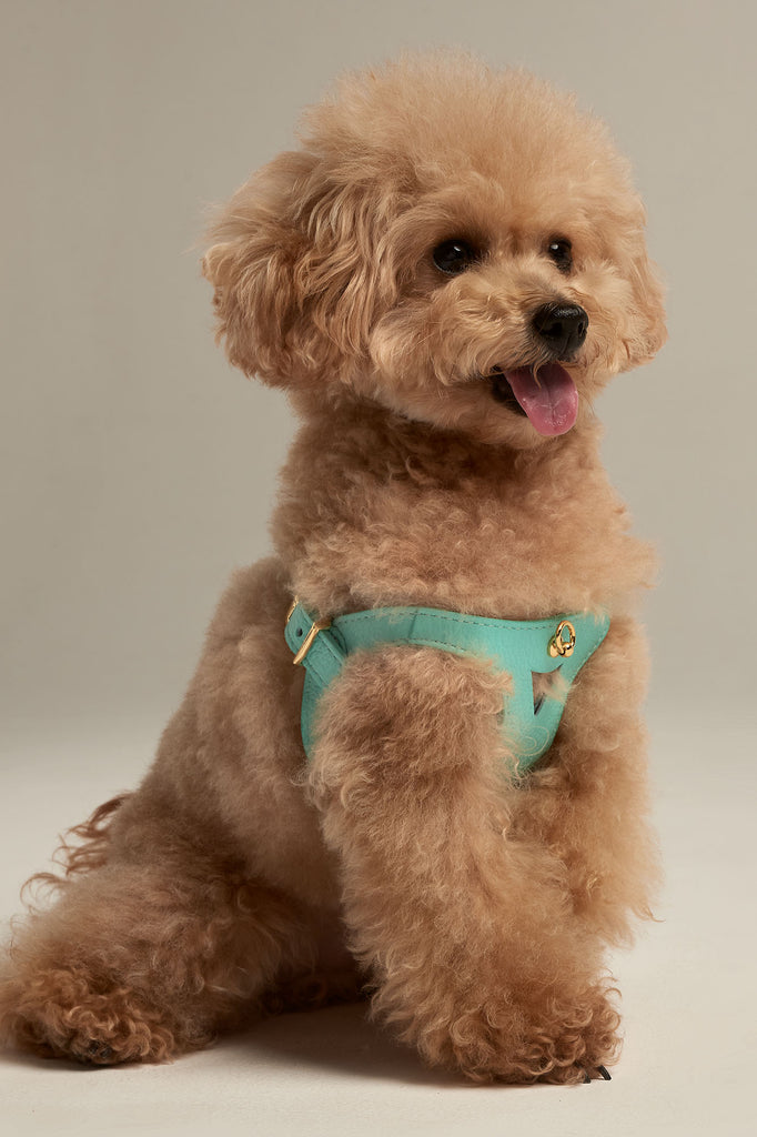 Caniche toy con arnés para perro de color turquesa de la colección Juno