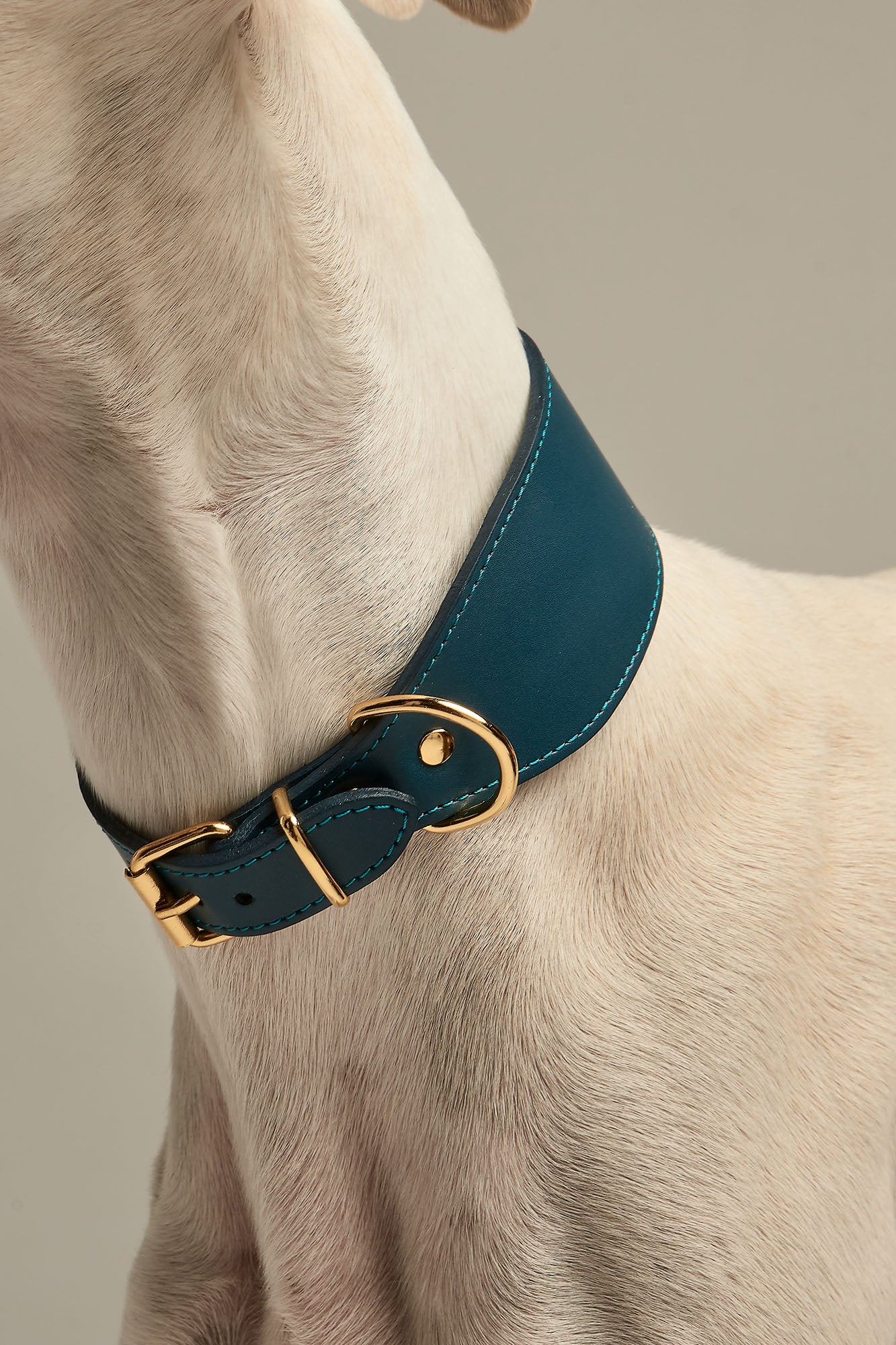 Galgo con collar Nara azul