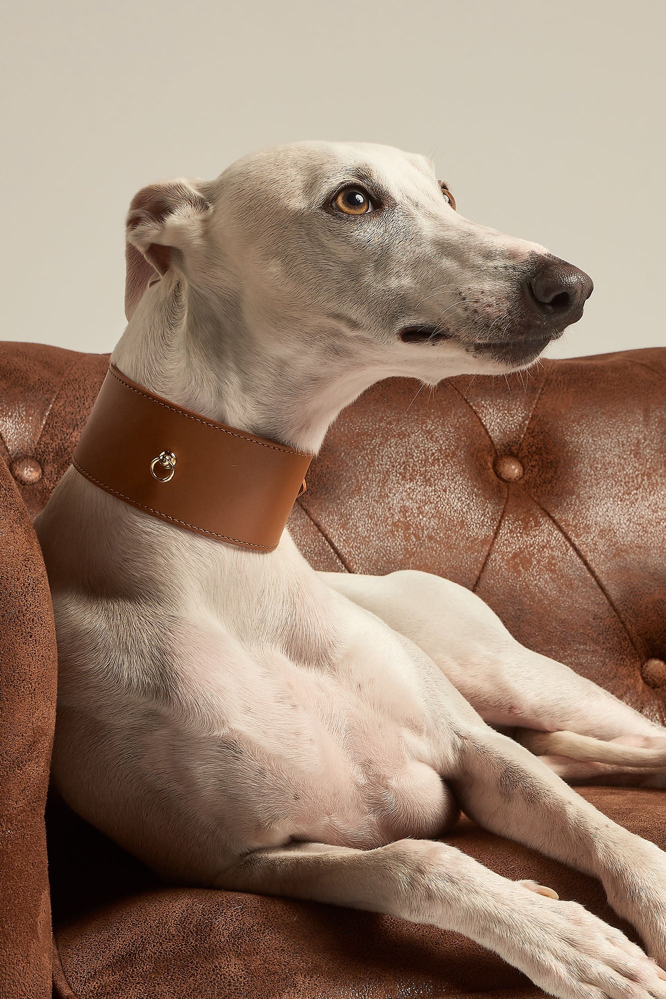 Galgo con collar Nara de color camel