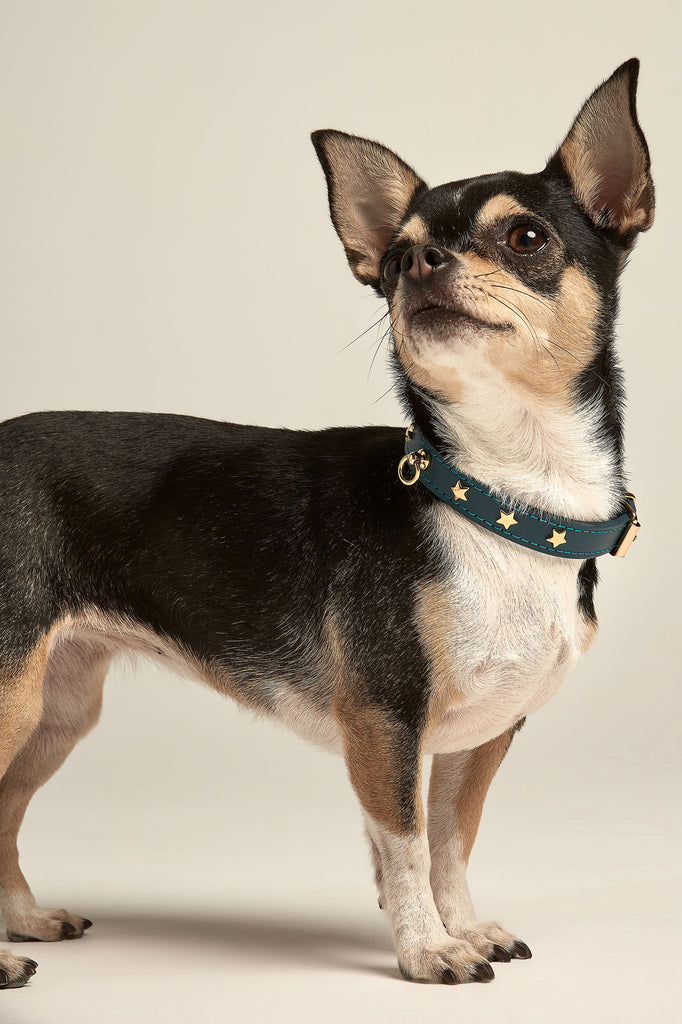 Chihuahua con collar para perros toy azul