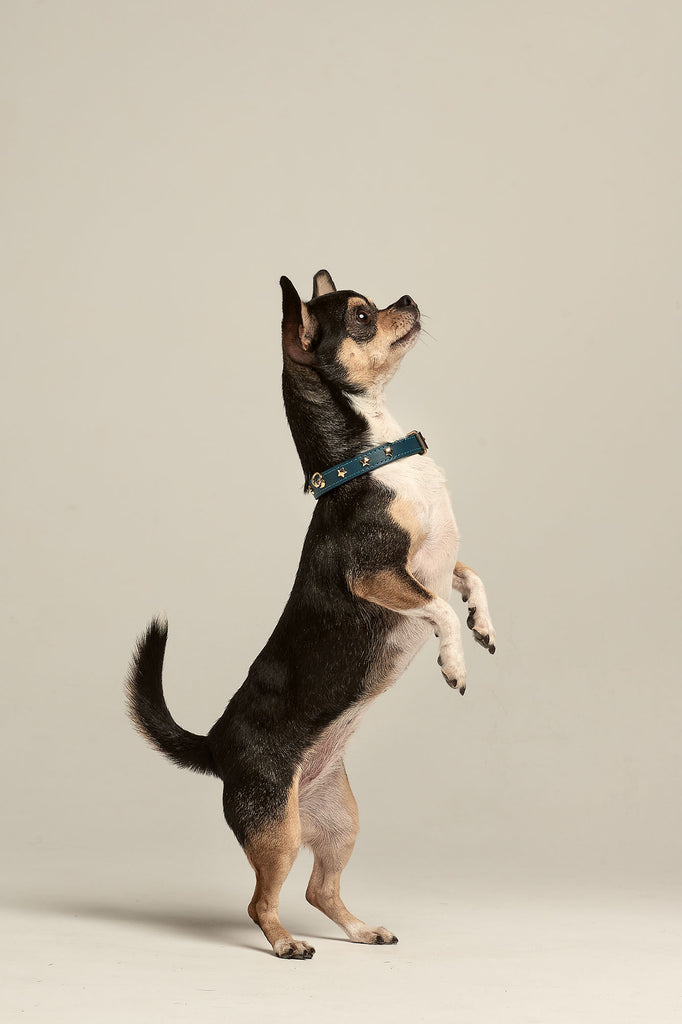 Chihuahua con collar Nara azul