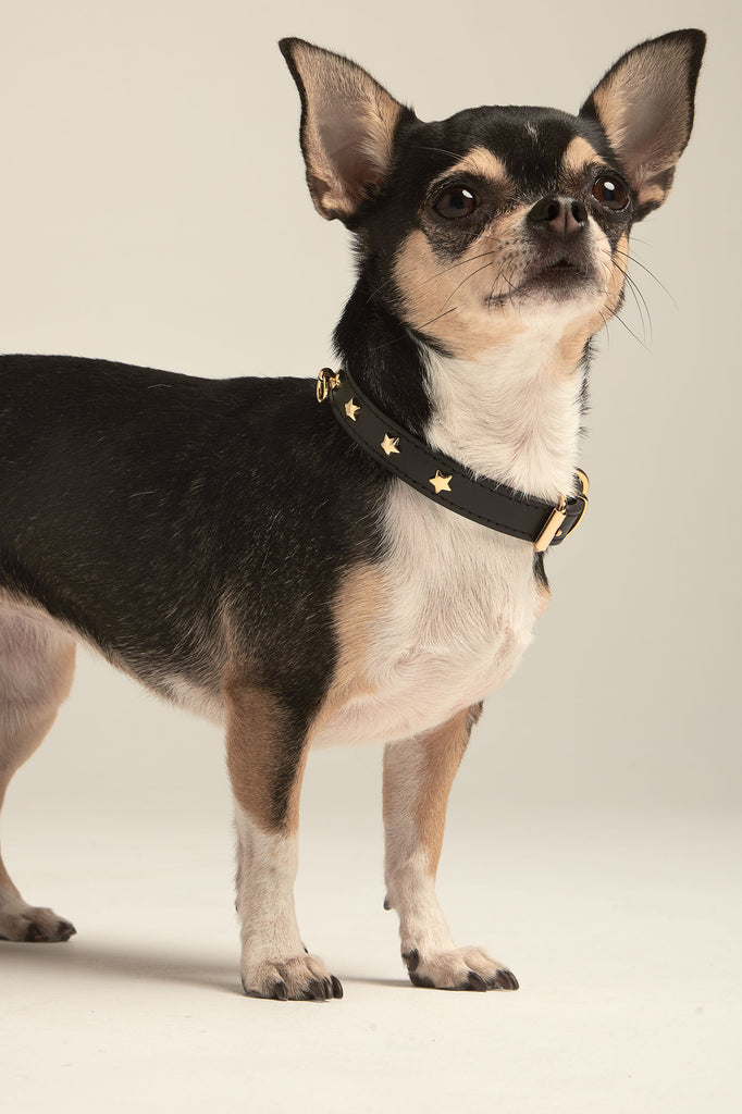 Chihuahua con collar negro para perros pequeño o toy