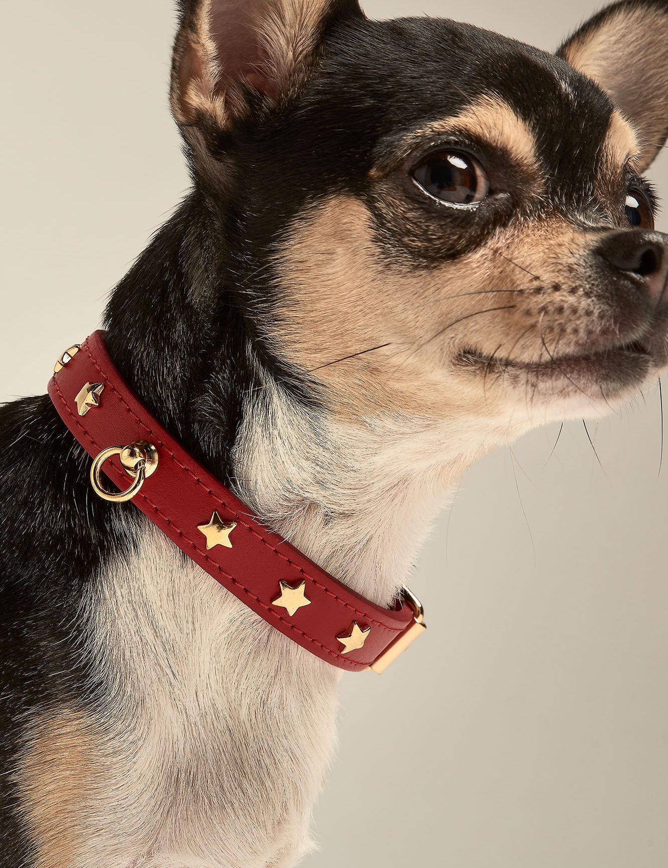 Collar Perro Collar Para Perro De Cuero Rojo – Pet Fashion Perros