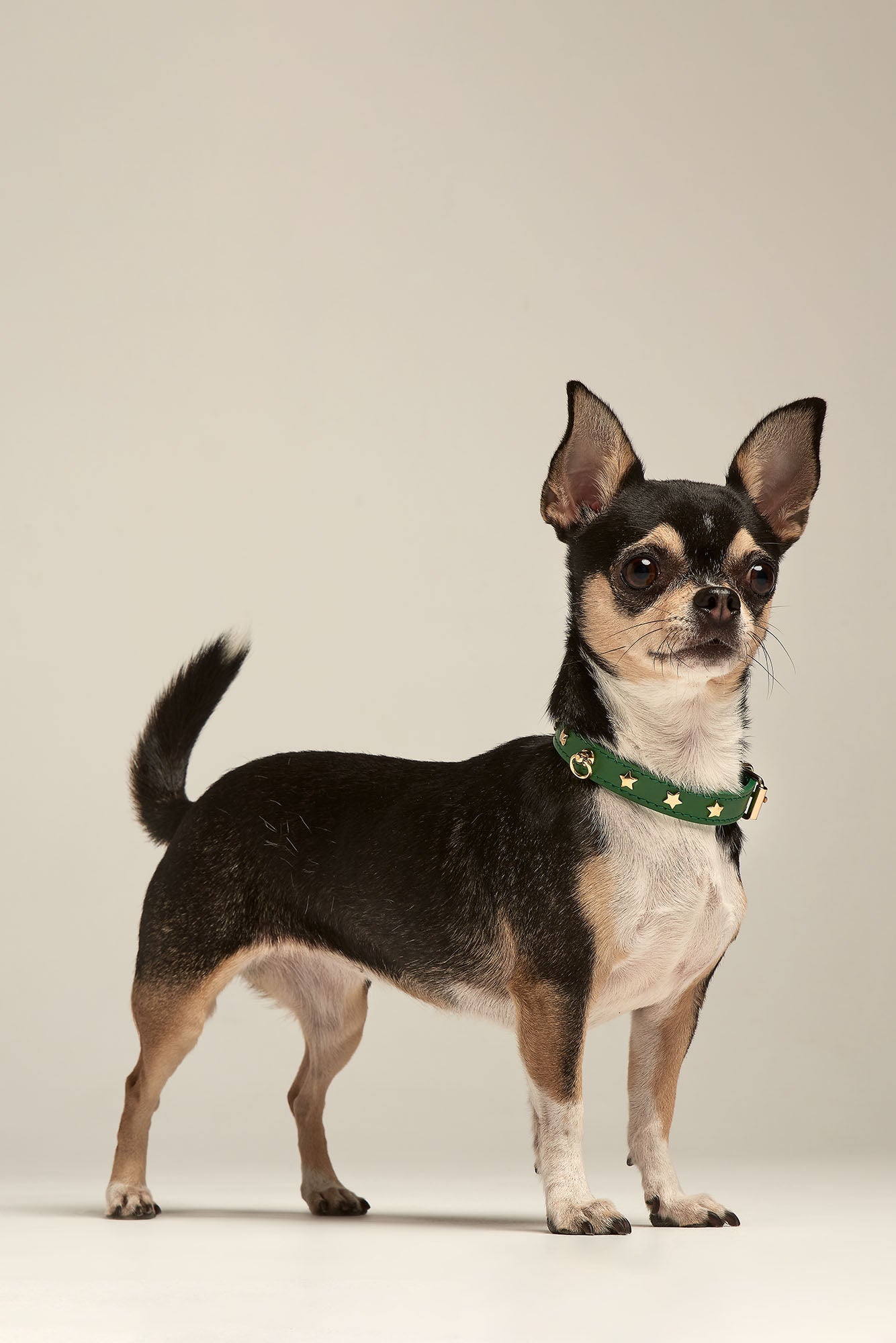 collar verde chihuahua perro pequeño toy