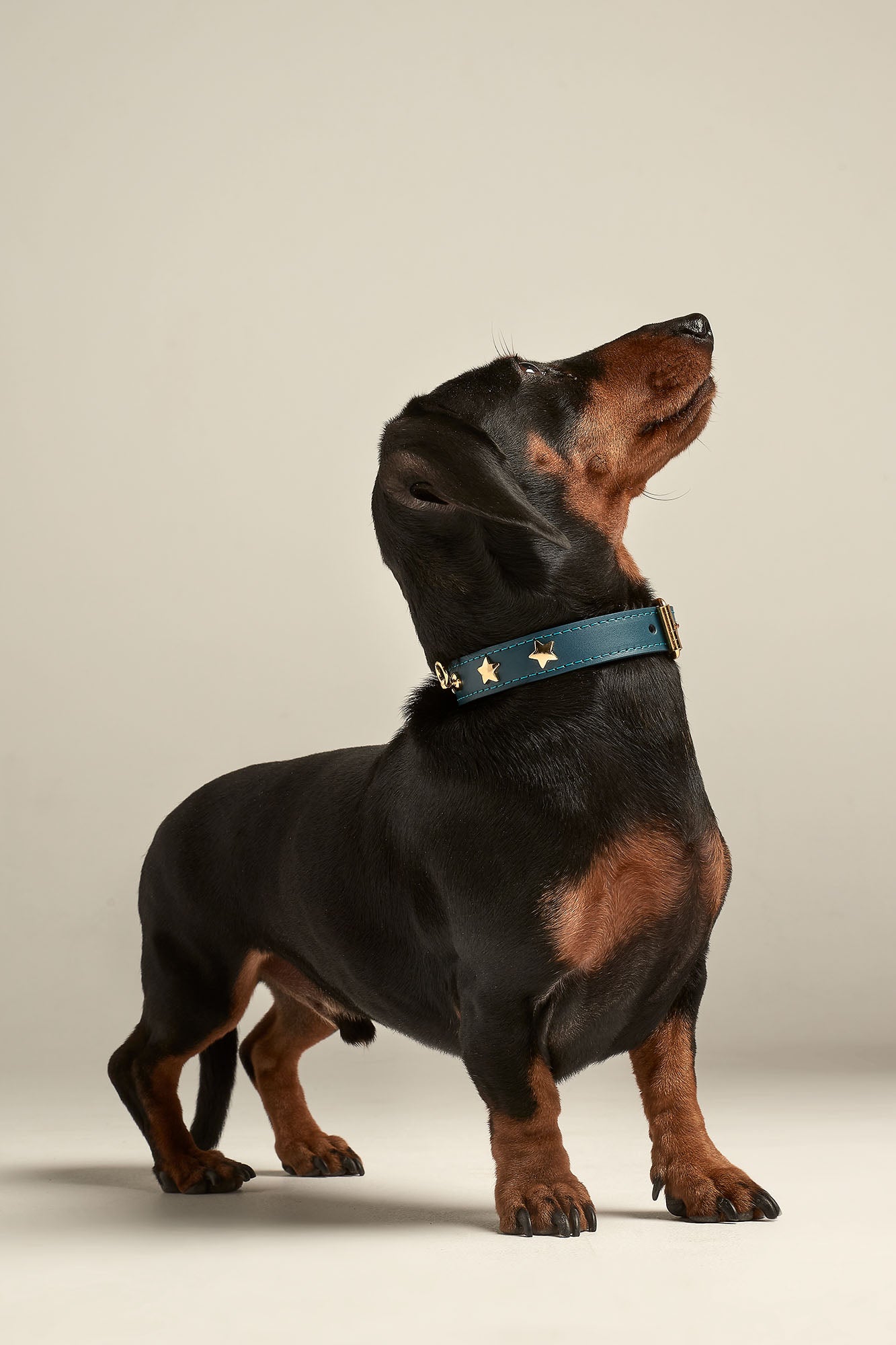 Teckel con collar azul Nara con tachuelas