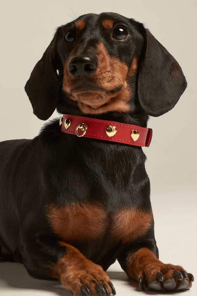 Perro con collar de piel de color rojo con tachuelas