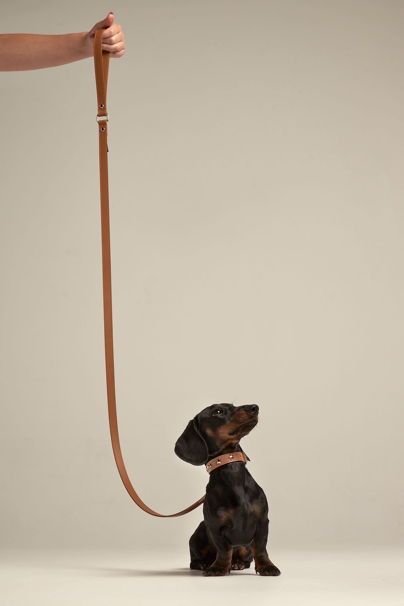 Teckel con correa Nara de color Camel