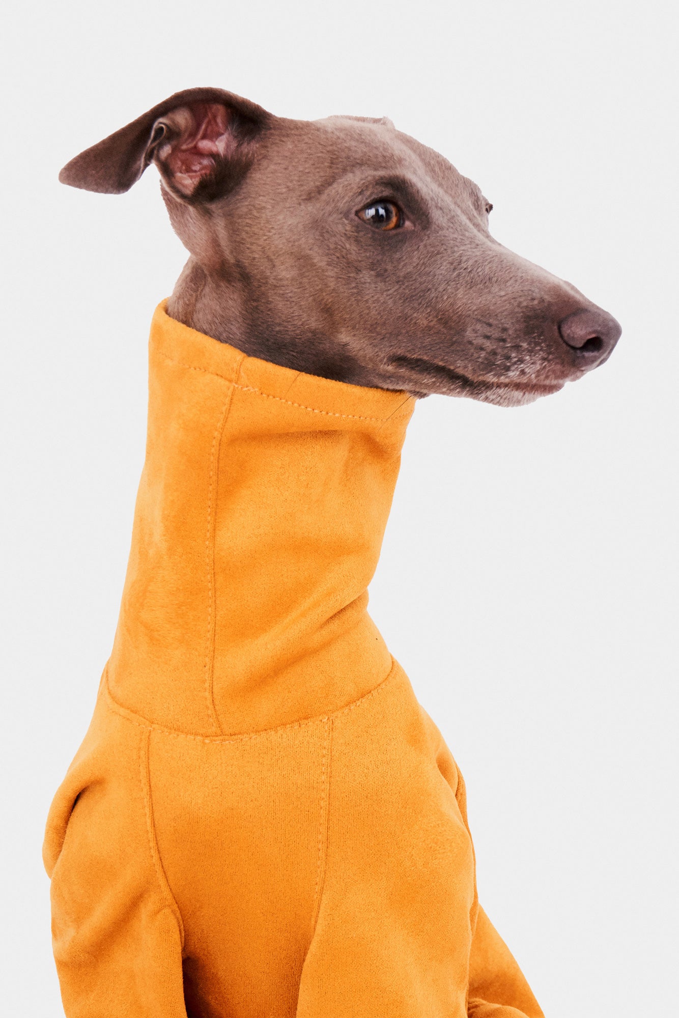 sudadera-iggy-amarilla-fogalgo-02_13ea0edd-4523-47bb-ac3f-1e0fe3a186e0.jpg